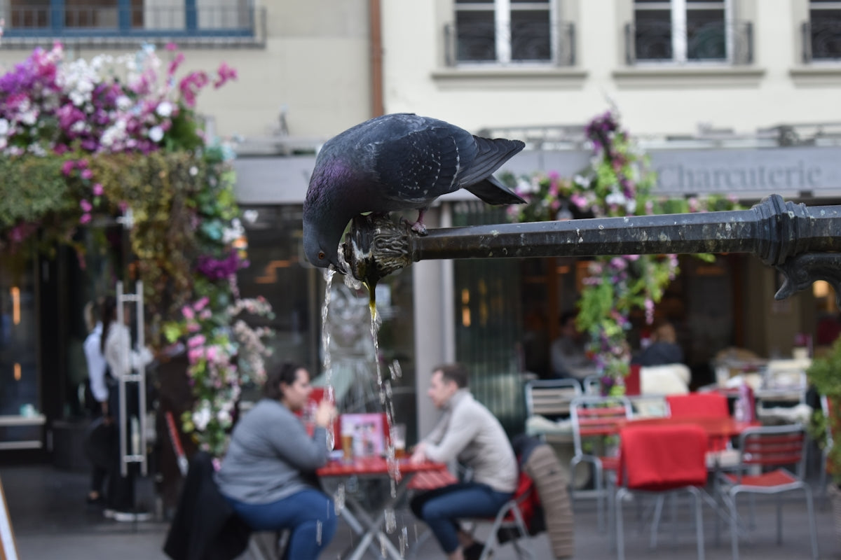 A pigeon drinks from a fountain.