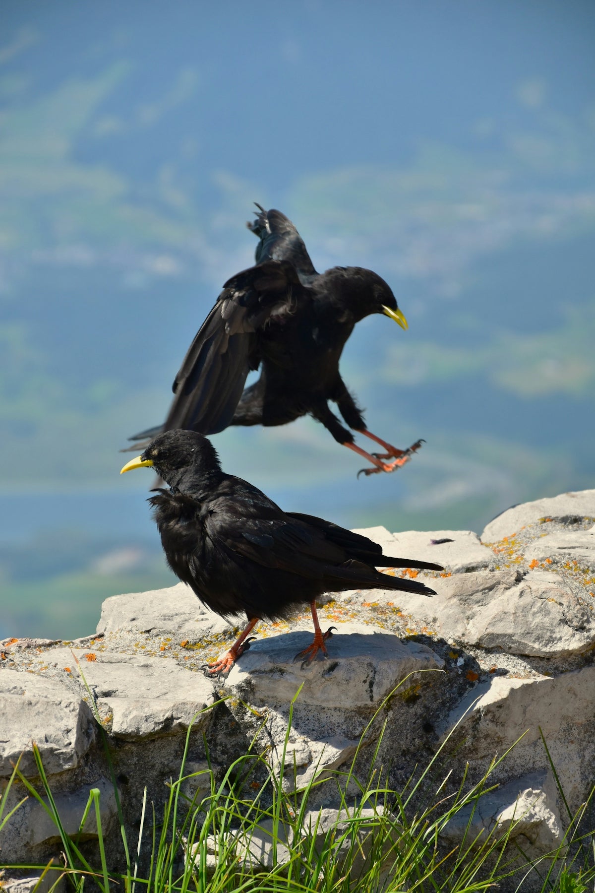 Two black birds with yellow beaks on rocks